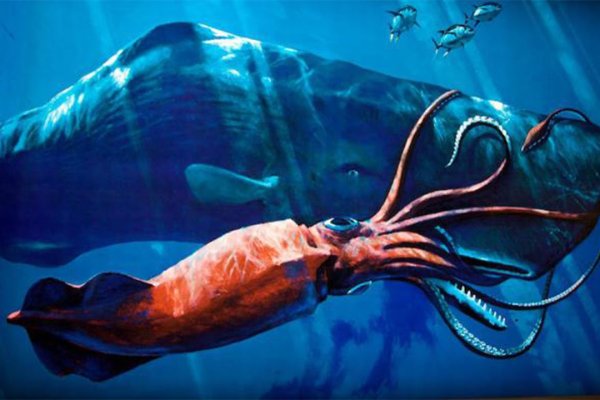 Kraken 1 2